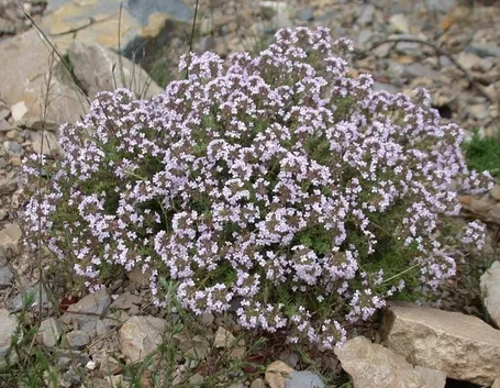 thymus vulgaris 