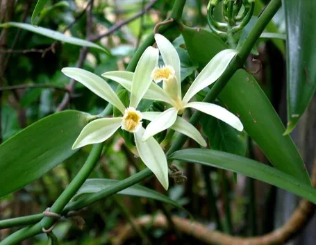 I fiori della vaniglia