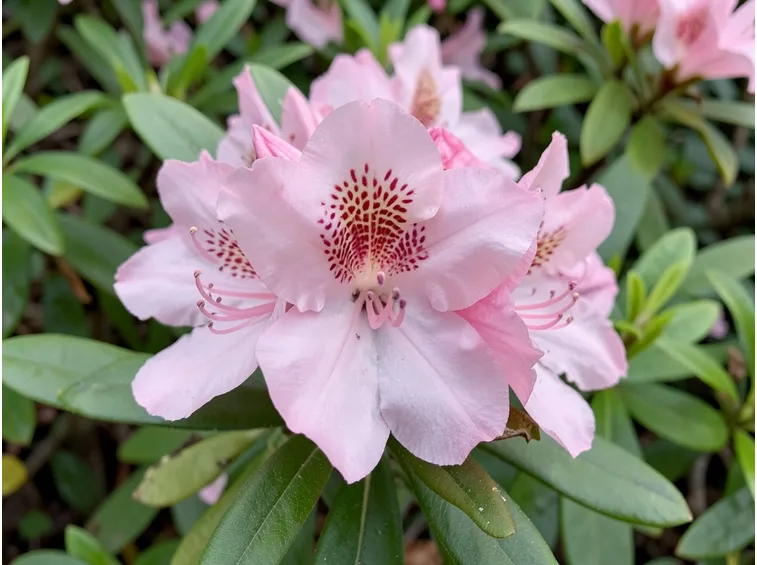 azalea