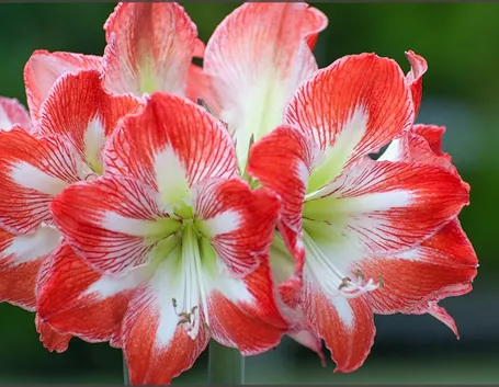 amaryllis