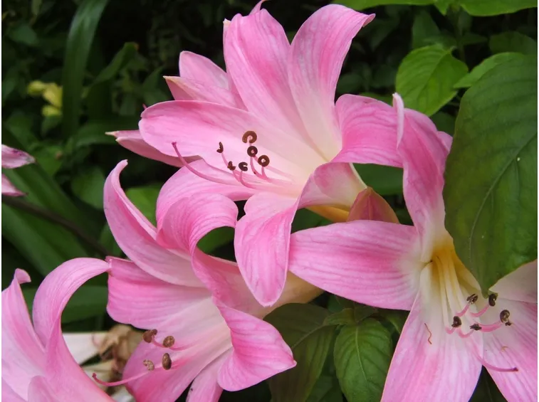 amaryllis