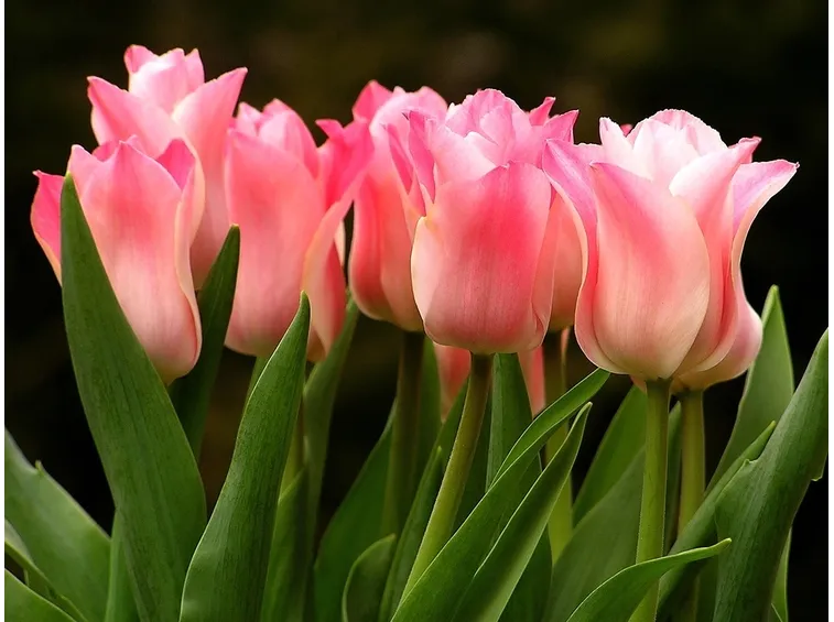 tulipano