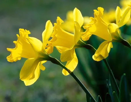 narcisi