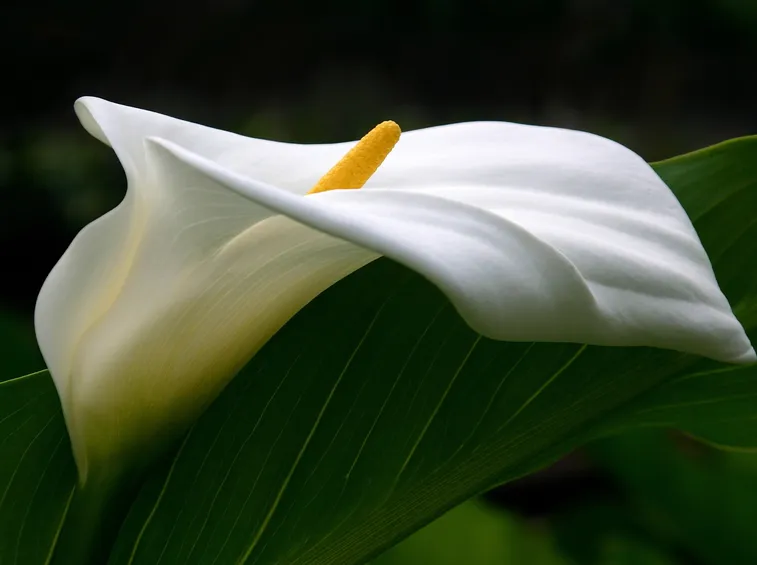 Foglia e fiore della calla