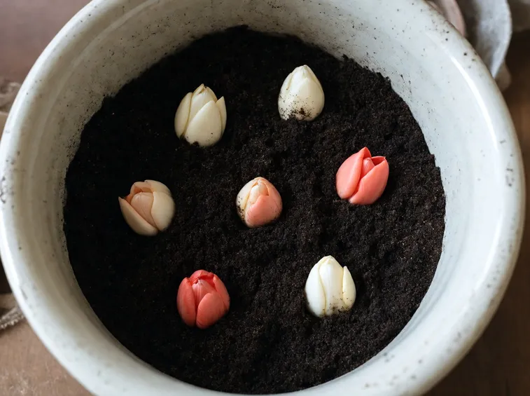 tulipani in vaso