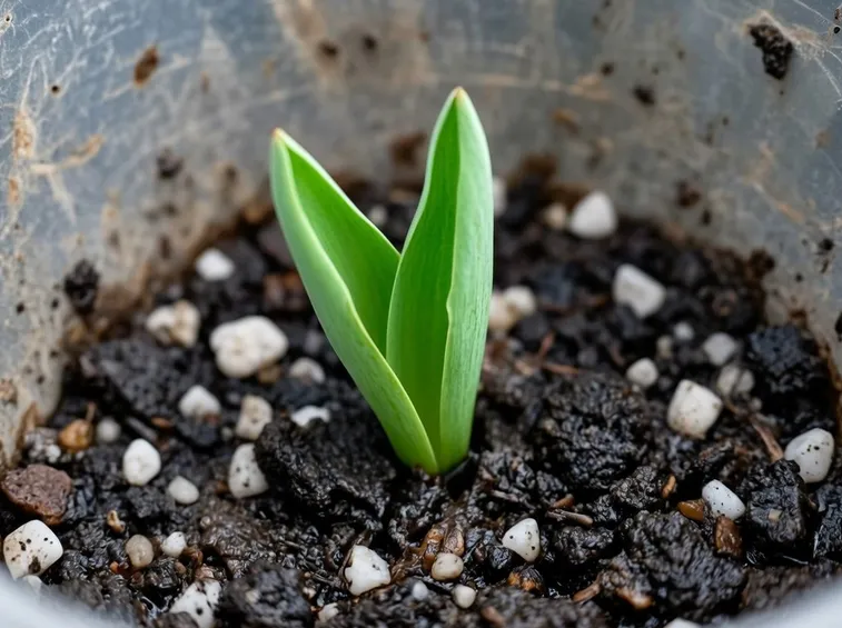 germoglio di tulipano