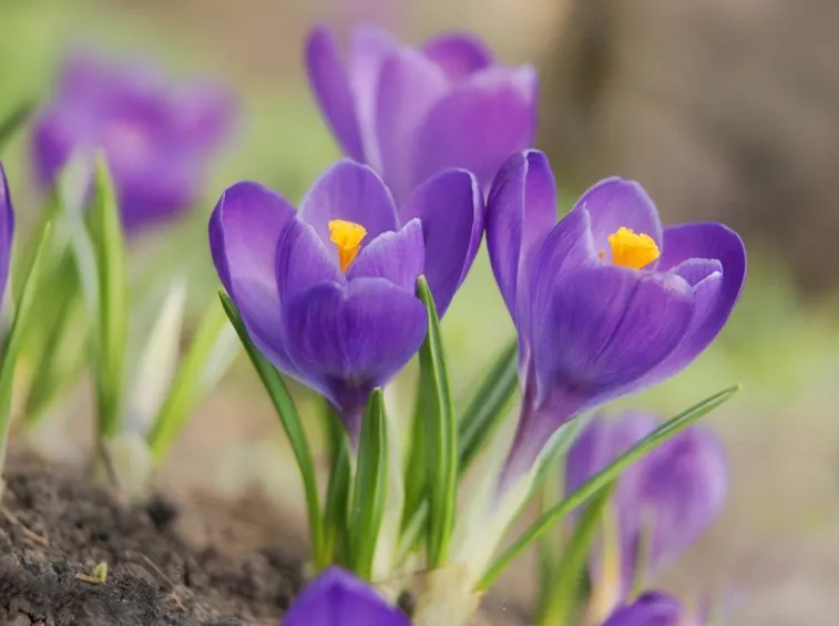 crocus