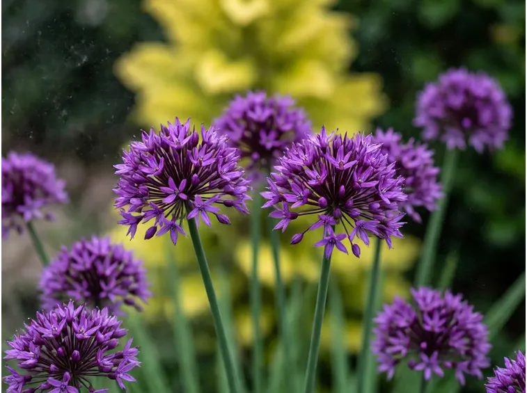 allium