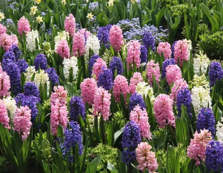 fiori di giacinto