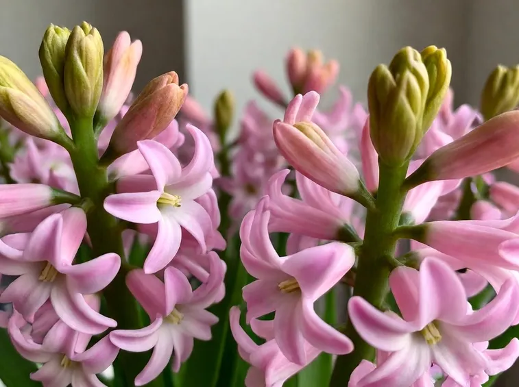 Fiori di giacinto rosa