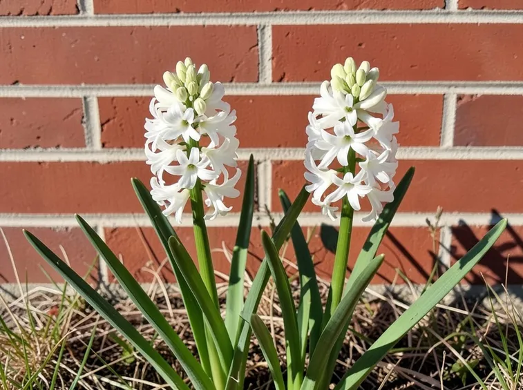 Fiori bianchi di giacinto