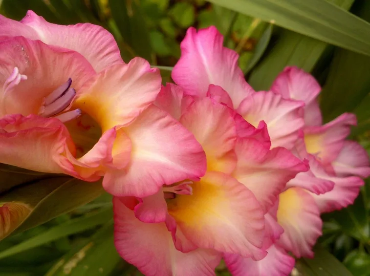 Gladioli fucsia