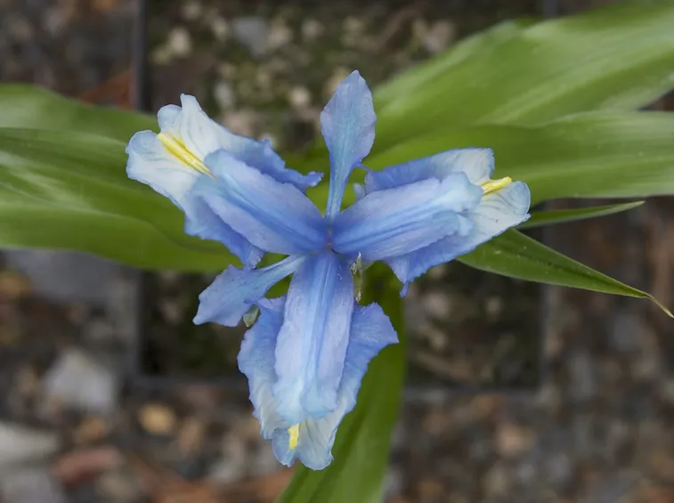 Iris Aucheri