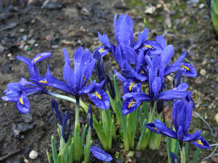 Iris reticulata