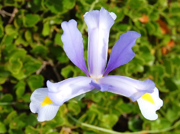 Iris Xiphium