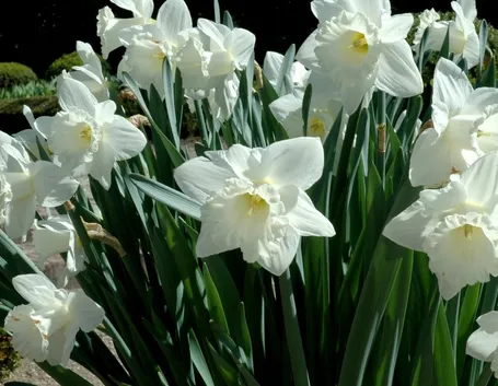 Piante di narciso in fiore