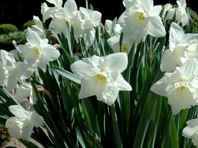 Piante di narciso in fiore