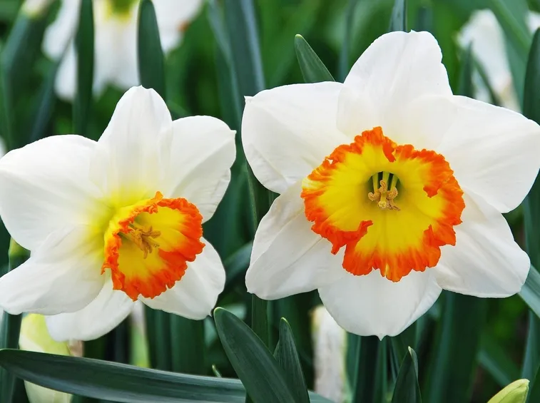 narciso fiori