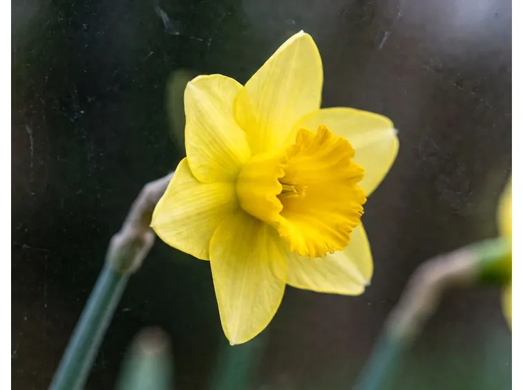 Narciso giallo