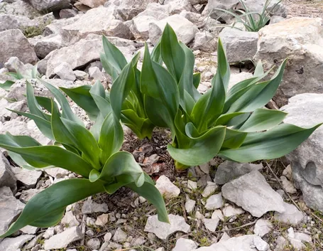 Foglie scilla marittima