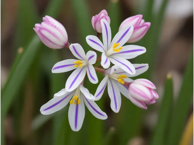 Fiori scilla
