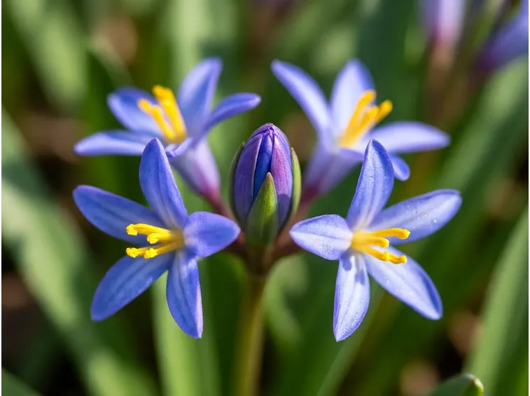 Scilla peruviana