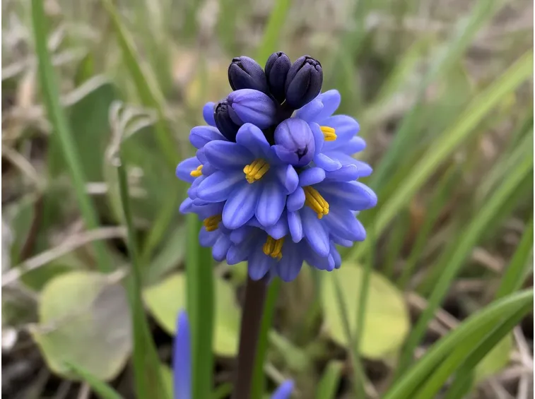 Scilla peruviana