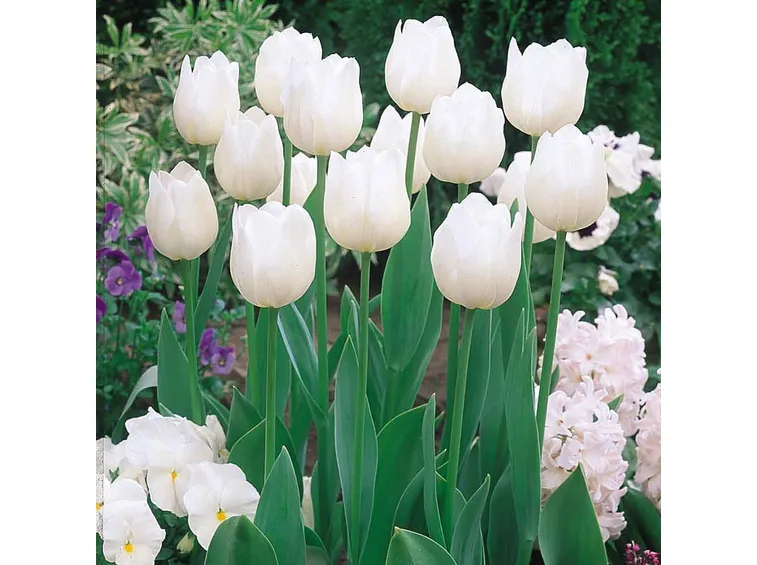tulipani diana