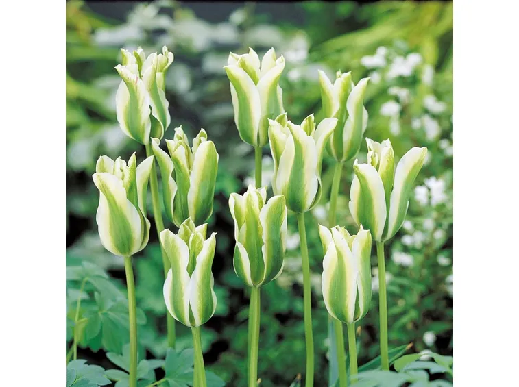 tulipani Spring green