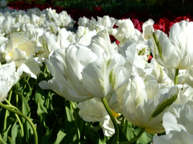 tulipani white parrot