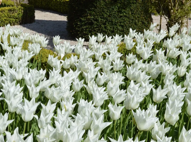 tulipani White triumphator