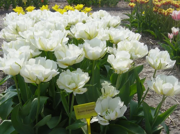 tulipani Schoonoord