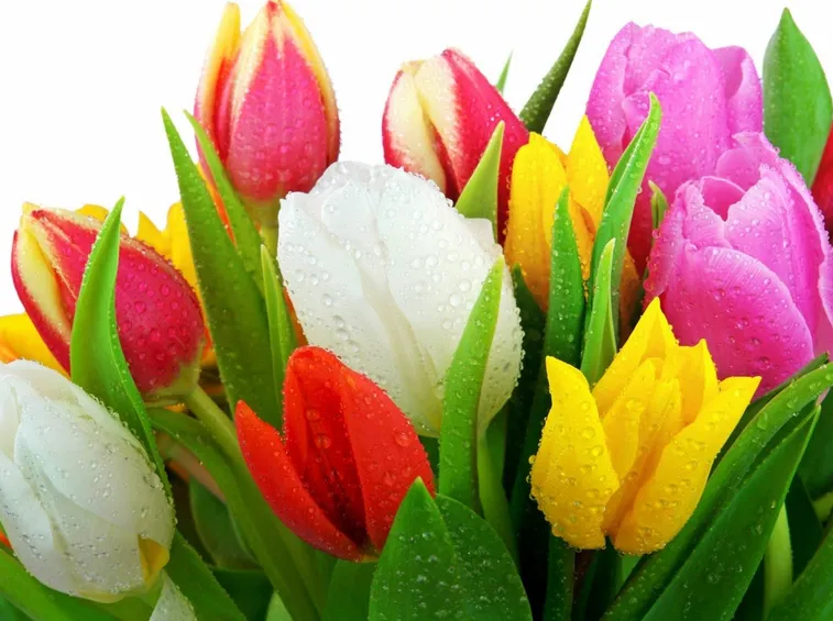 tulipani