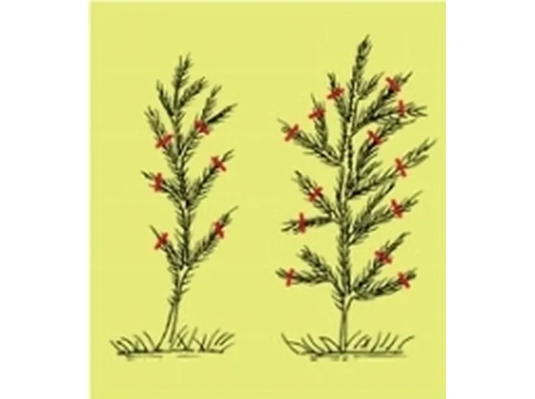 potatura conifere