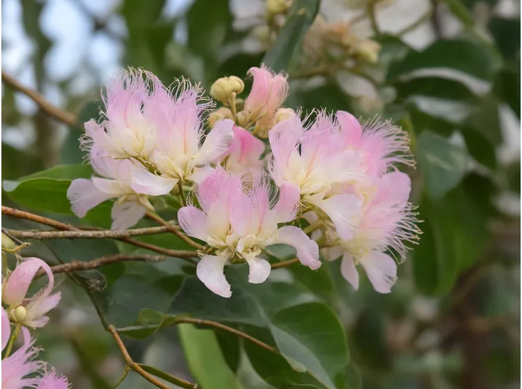 albizia