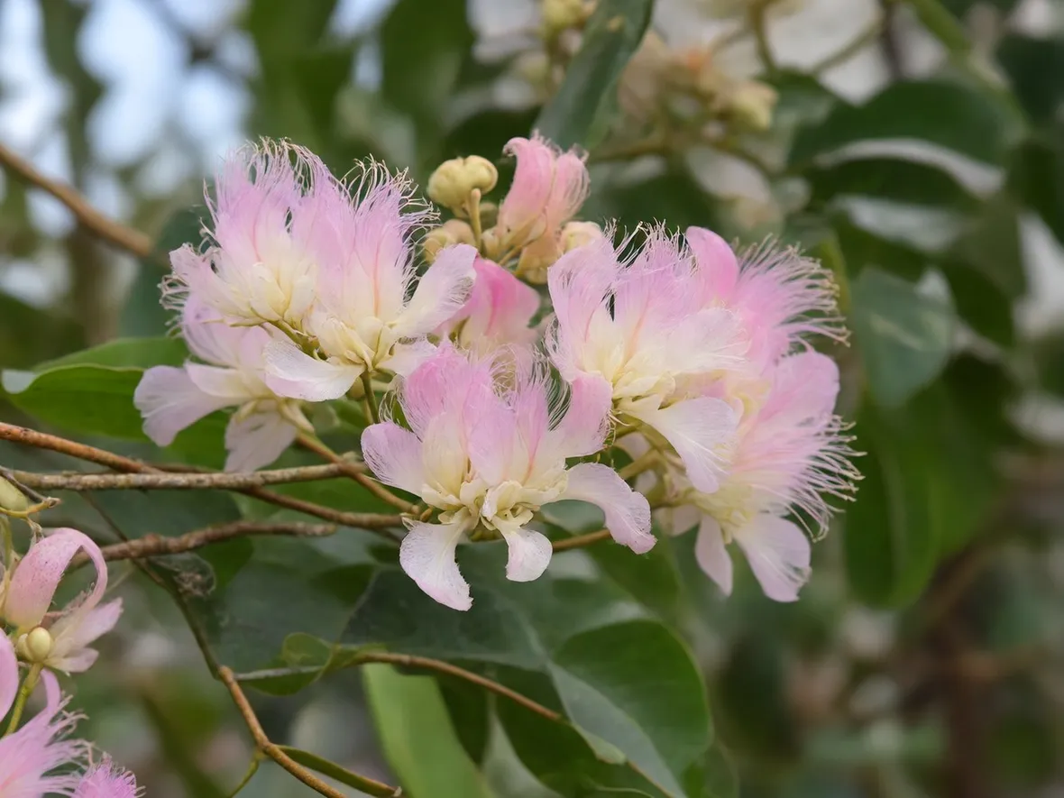 albizia