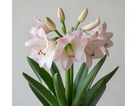amaryllis belladonna 