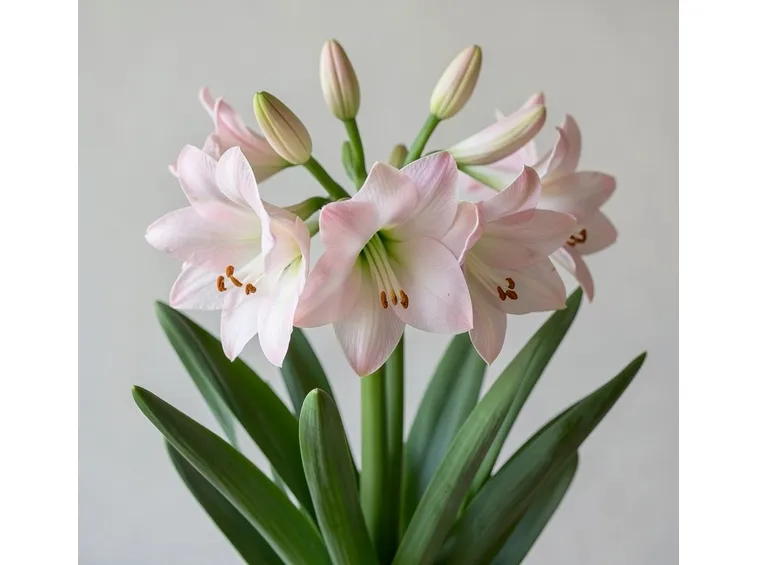 amaryllis belladonna 