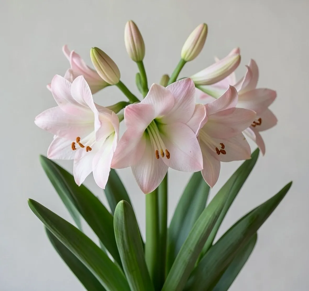 amaryllis belladonna 