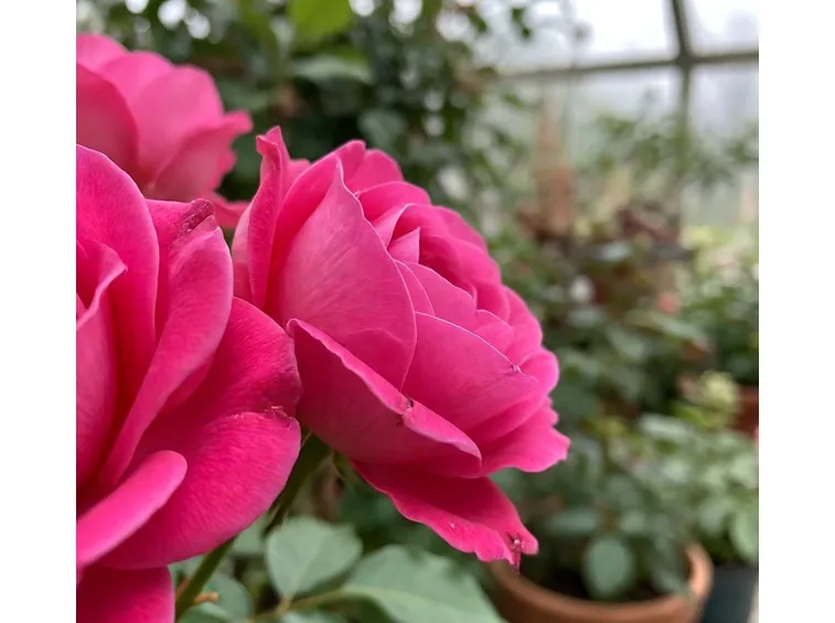 Roselline