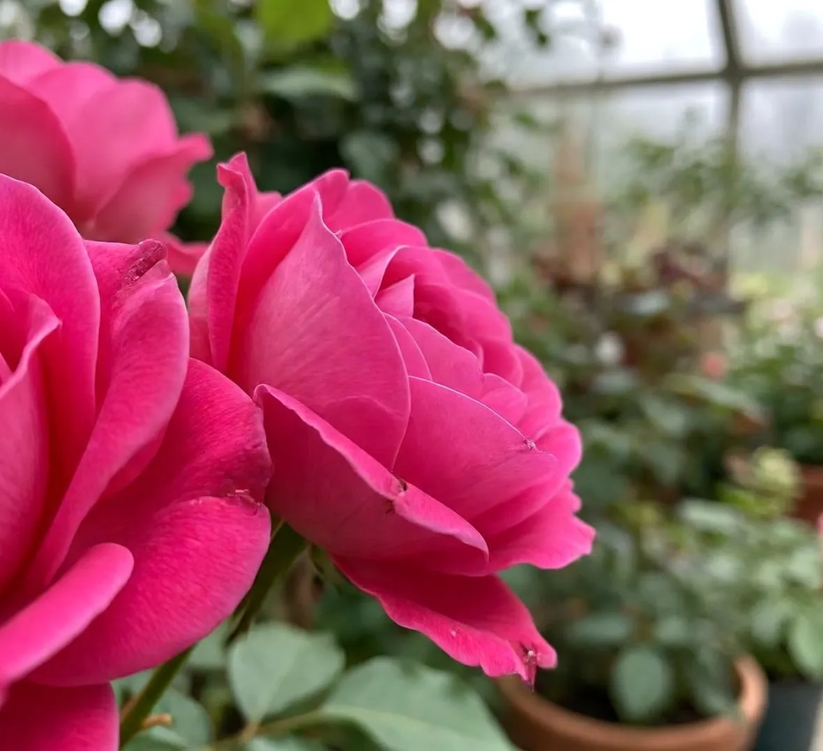 Roselline