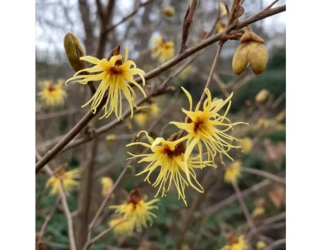 Fiori di hamamelis