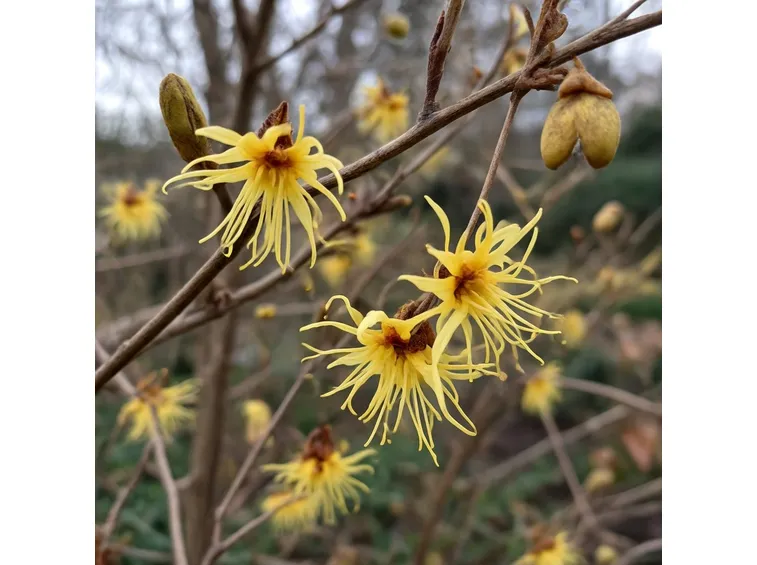Fiori di hamamelis