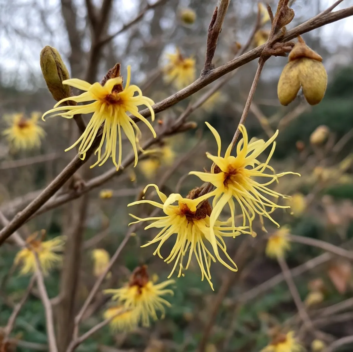 Fiori di hamamelis