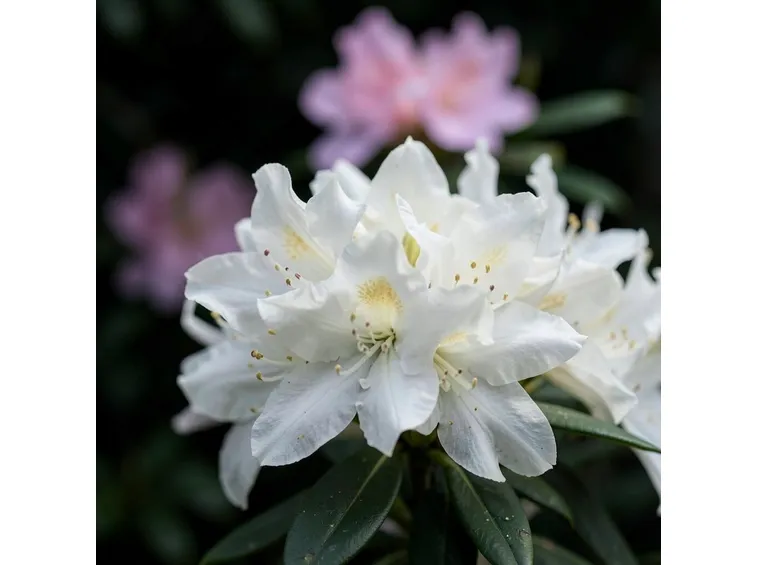 azalea