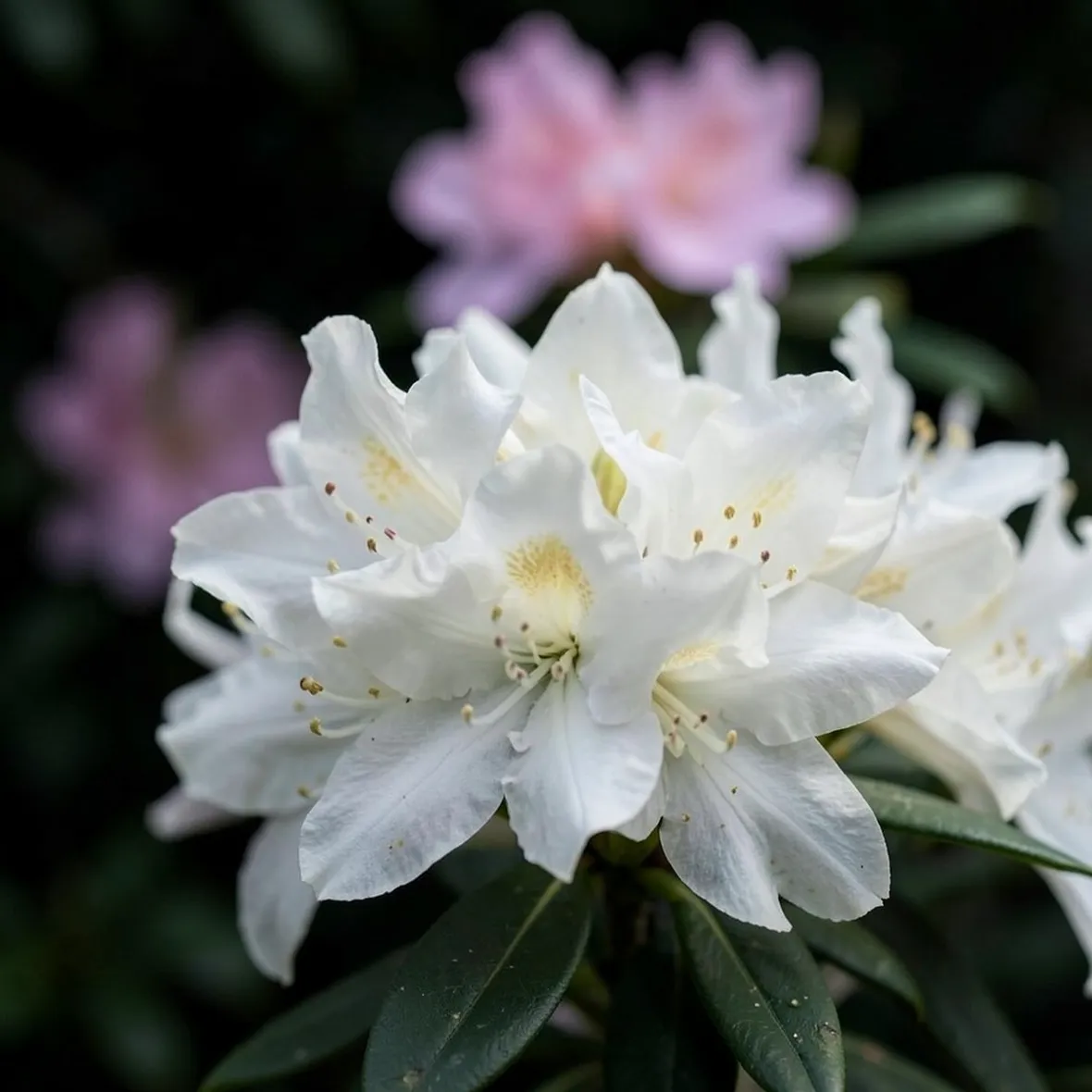azalea
