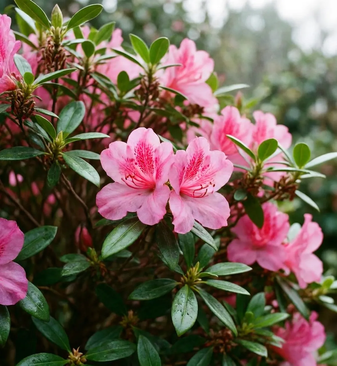 Azalea 