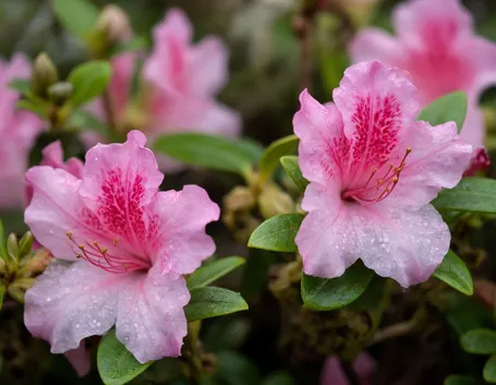 Azalea