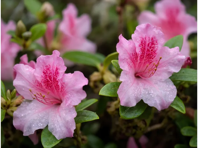 Azalea