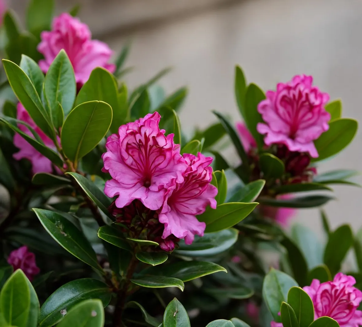 Fiori di kalmia